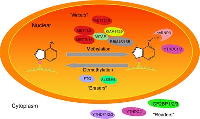 Research Progress on Long Noncoding RNAs and N6-Methyladenosine in Hepatocellular Carcinoma